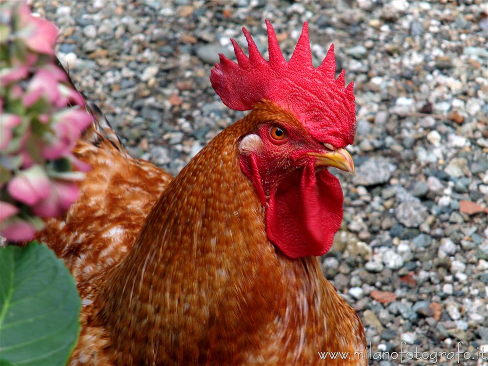 Quittengo fraction of Campiglia Cervo (Biella, Italy) - Rooster